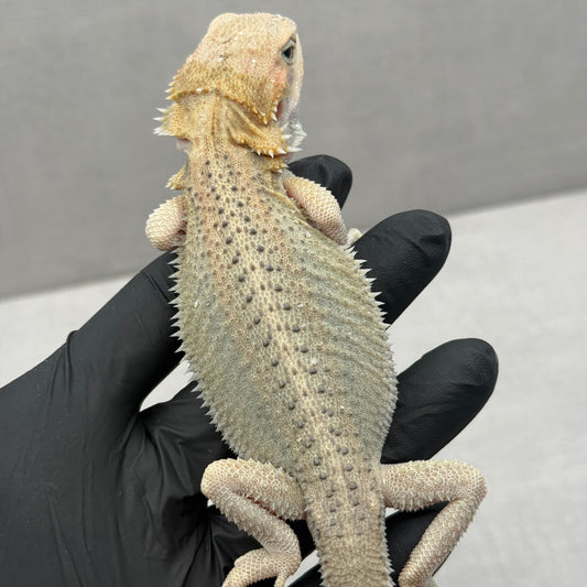 Hypo Trans Thunderbolt Bearded Dragon