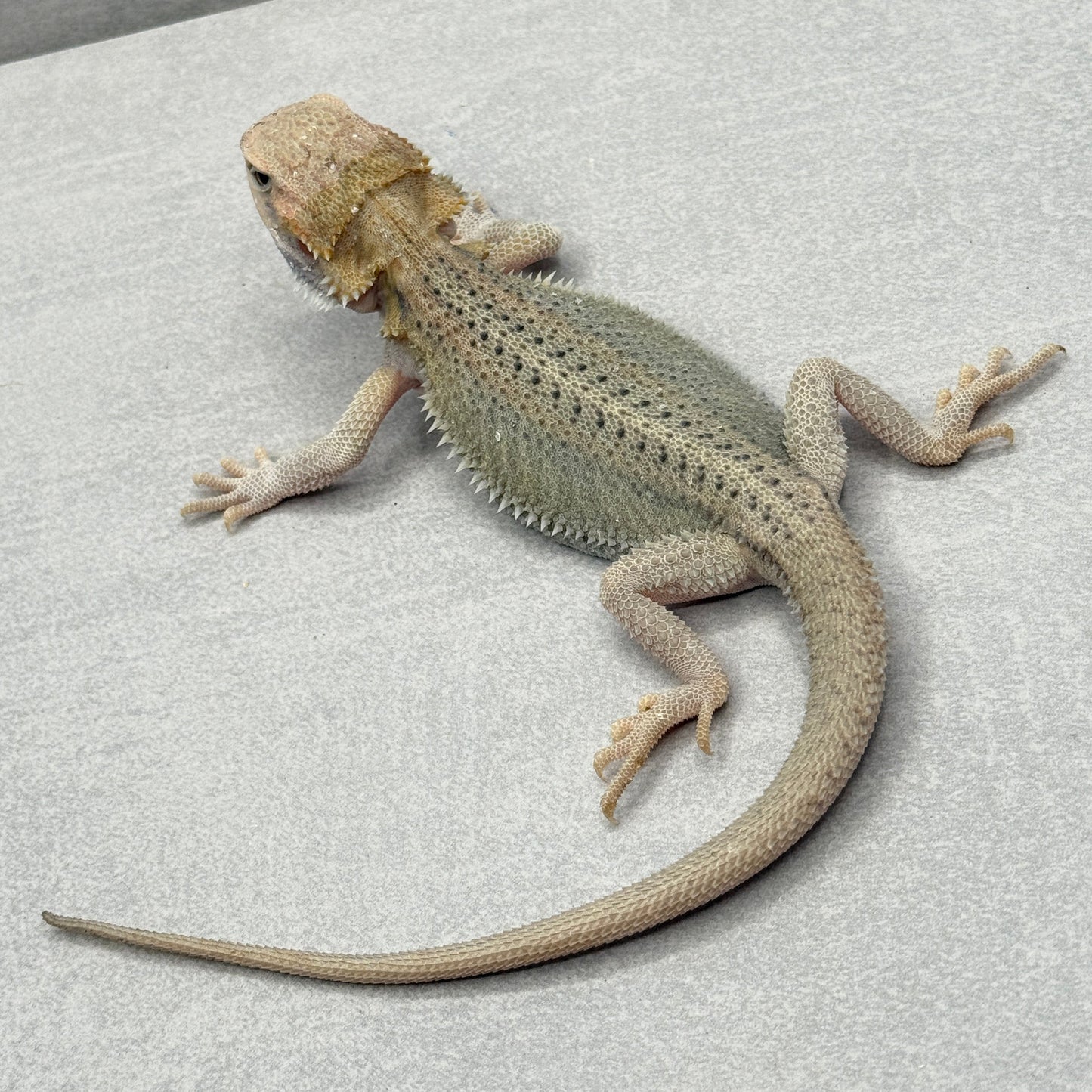 Hypo Trans Thunderbolt Bearded Dragon