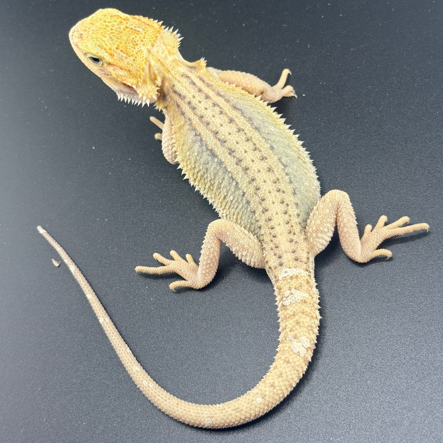 Hypo Trans Thunderbolt Bearded Dragon 809
