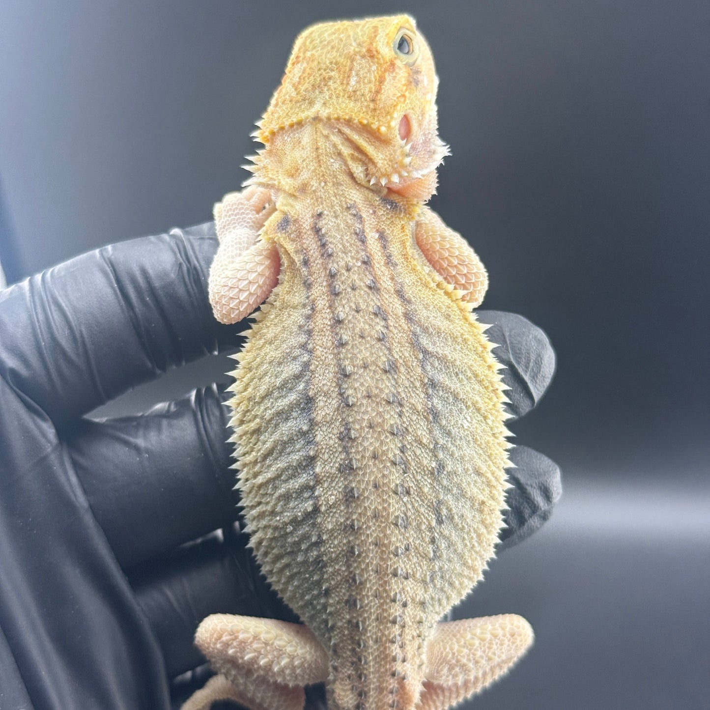 Hypo Trans Thunderbolt Bearded Dragon 809