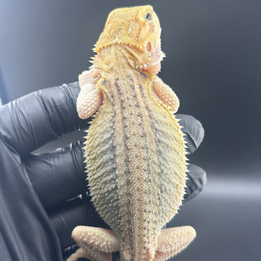 Hypo Trans Thunderbolt Bearded Dragon 809