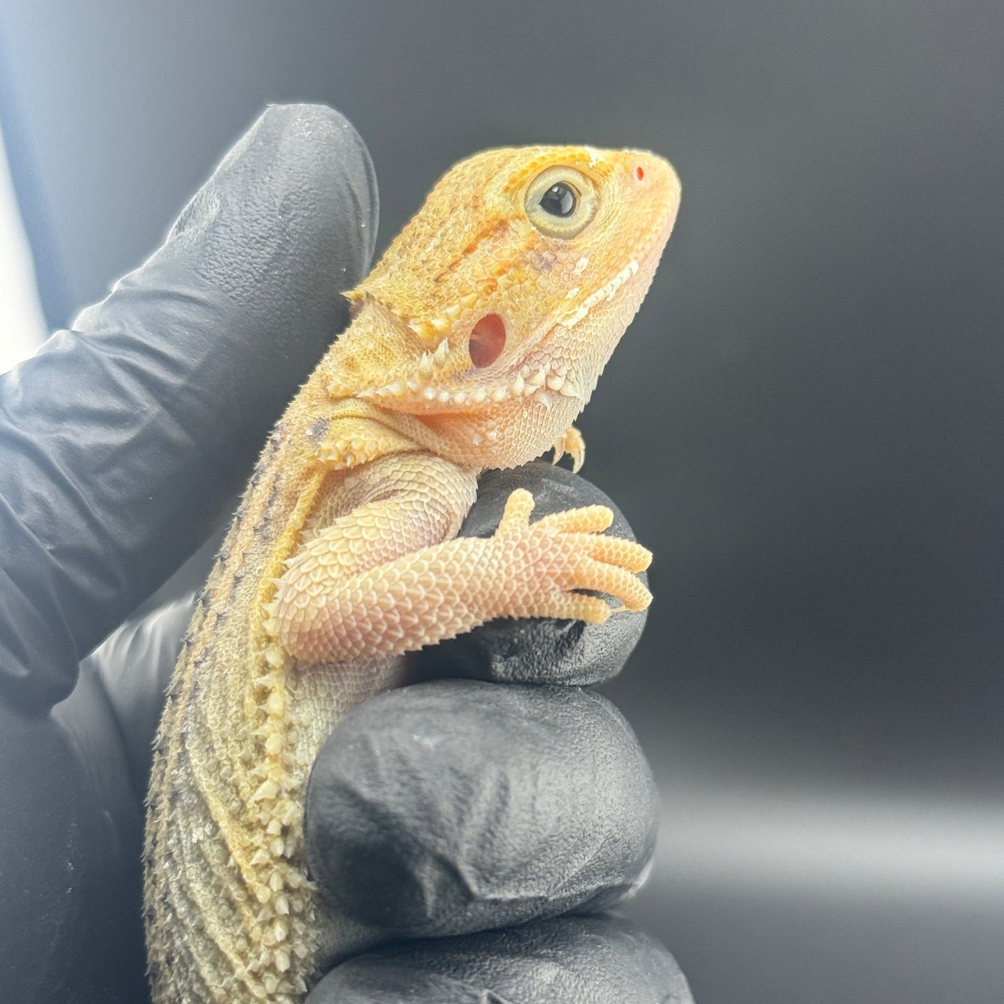 Hypo Trans Thunderbolt Bearded Dragon 809
