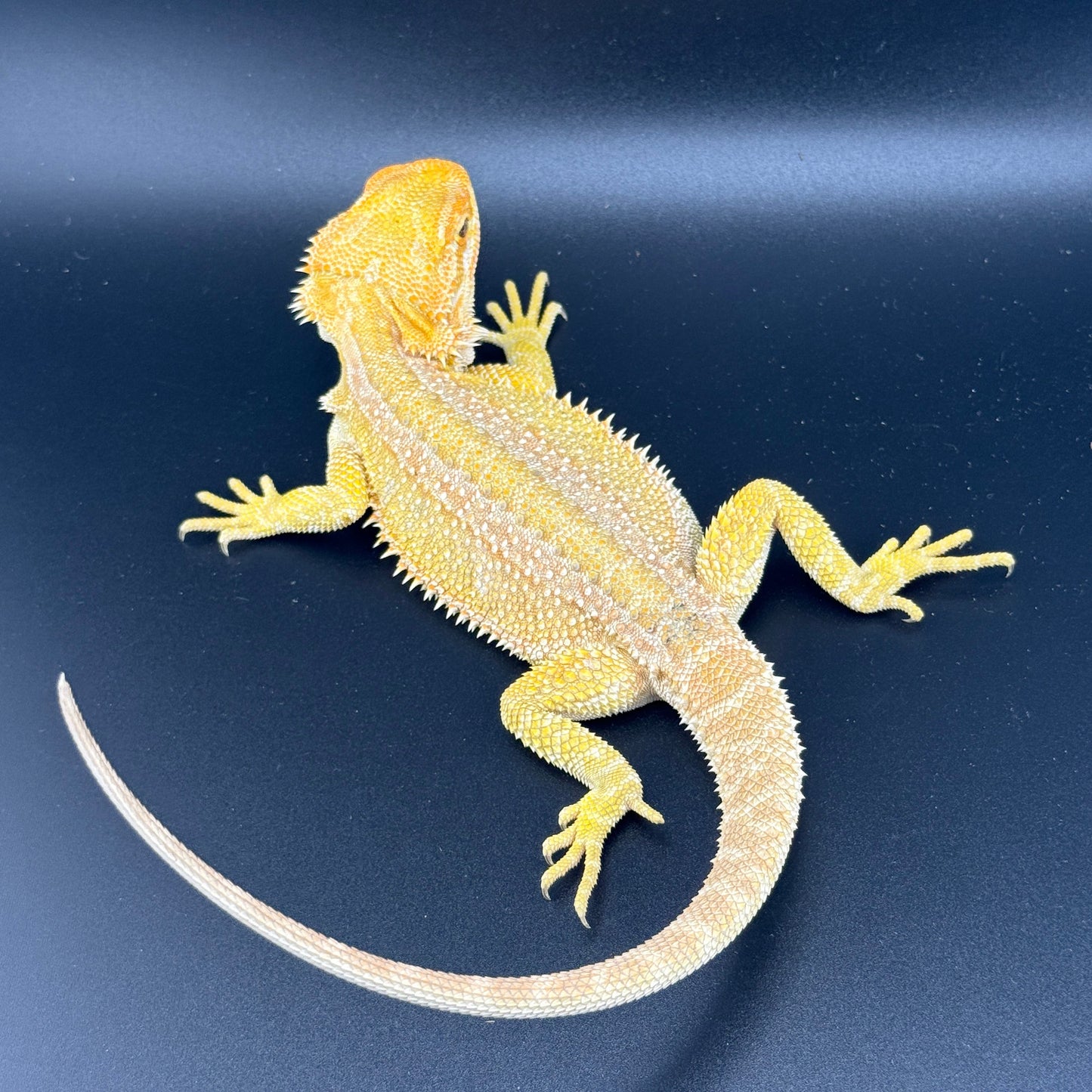 Hypo Citrus GS bearded dragons 809