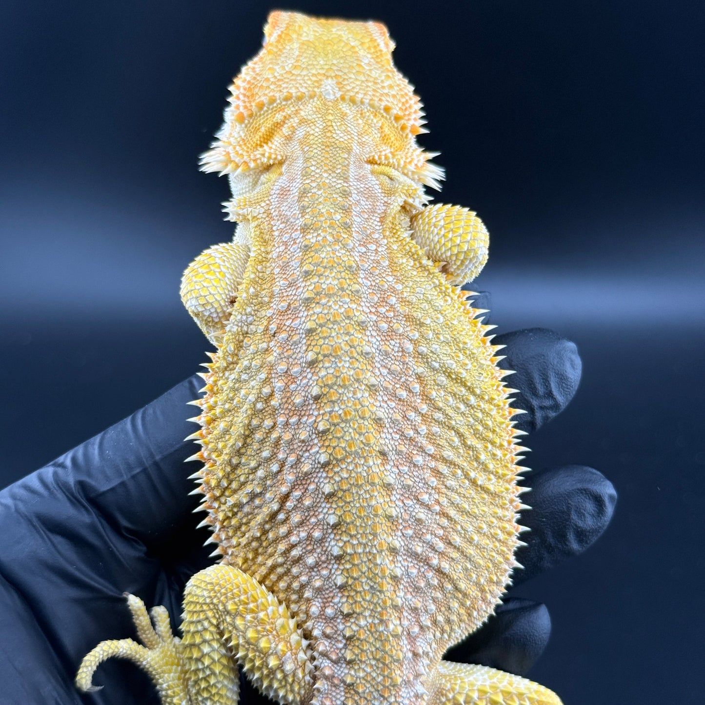 Hypo Citrus GS bearded dragons 809