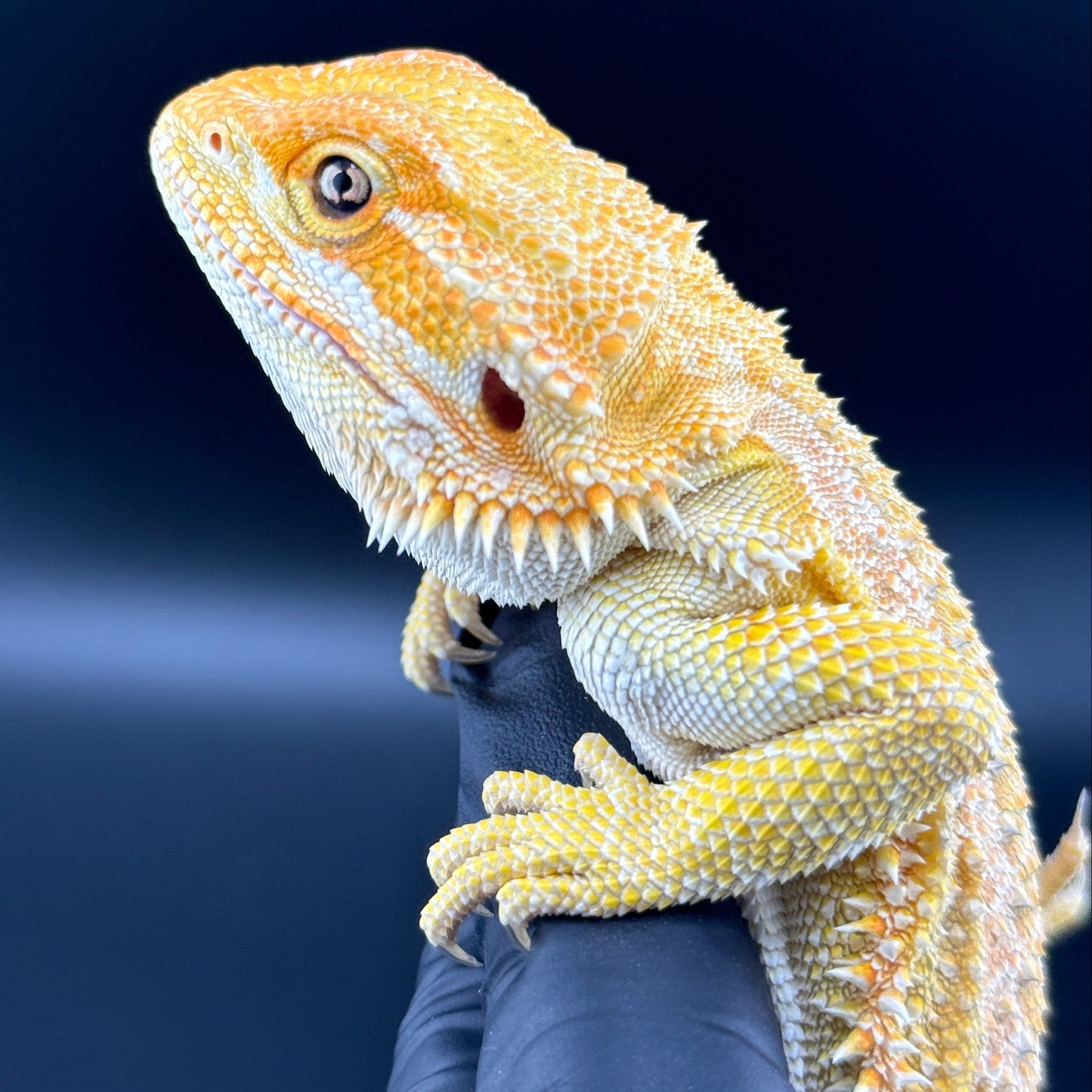 Hypo Citrus GS bearded dragons 809