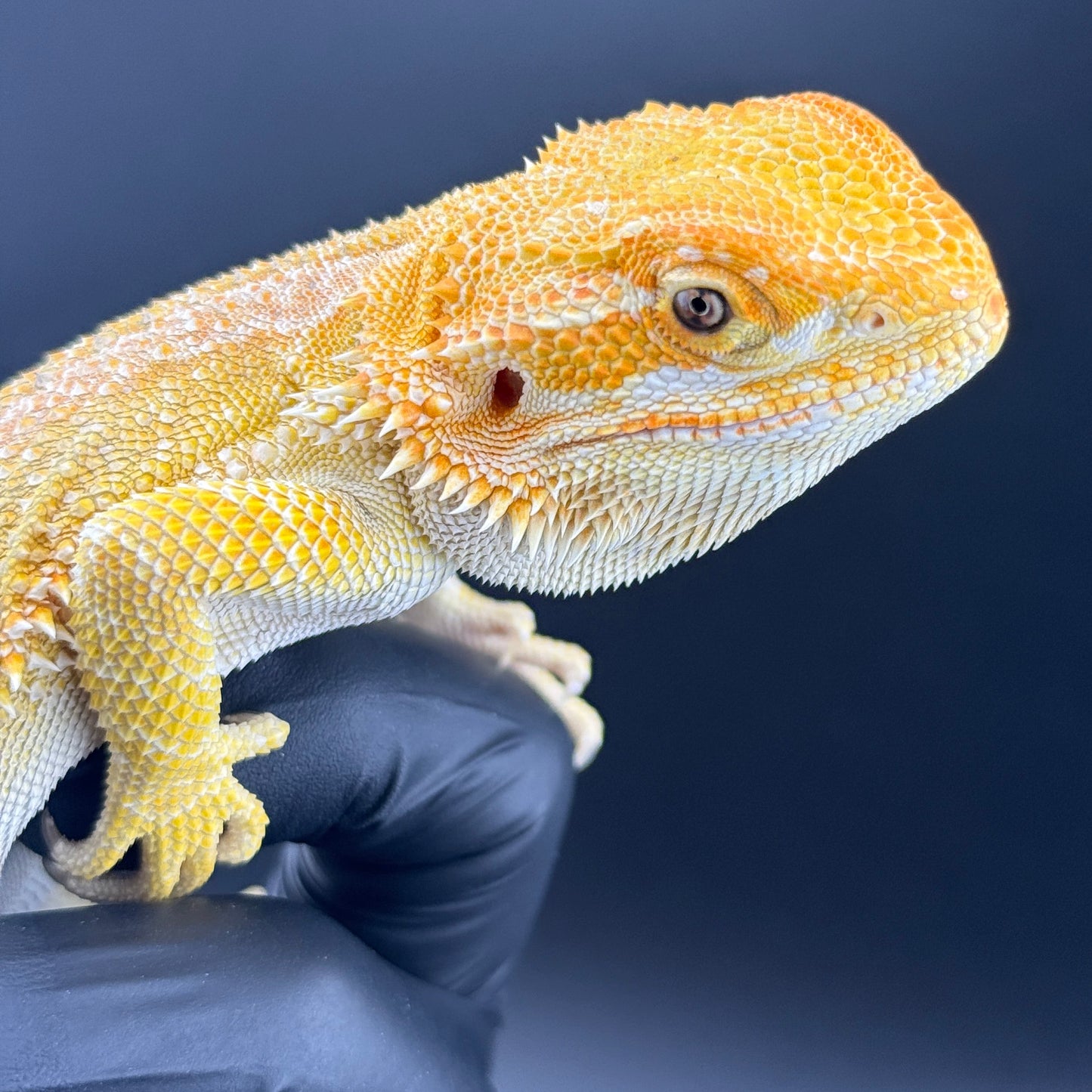 Hypo Citrus GS bearded dragons 809