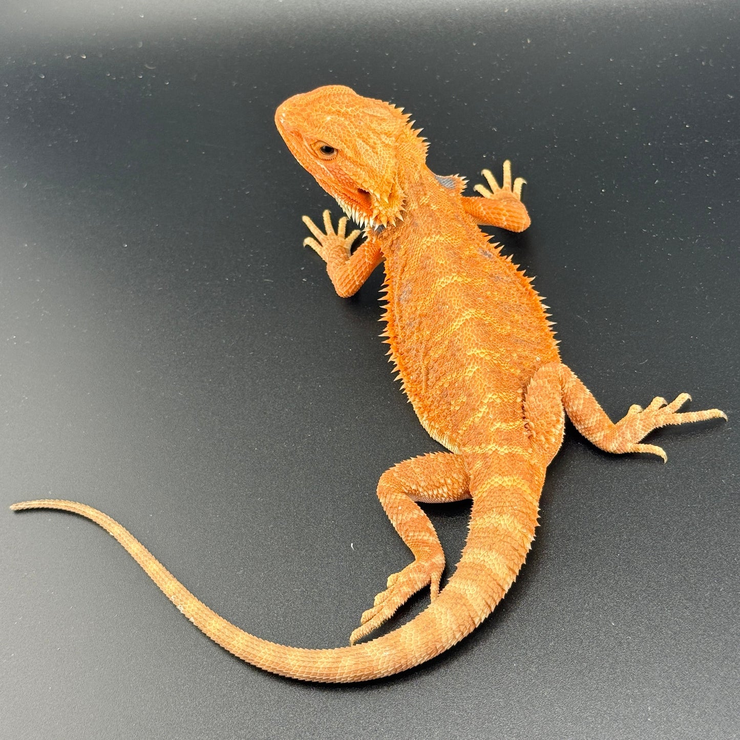 Orange Hypo Trans Bearded Dragon 660