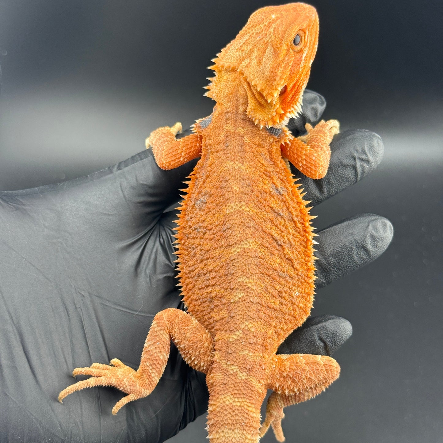 Orange Hypo Trans Bearded Dragon 660