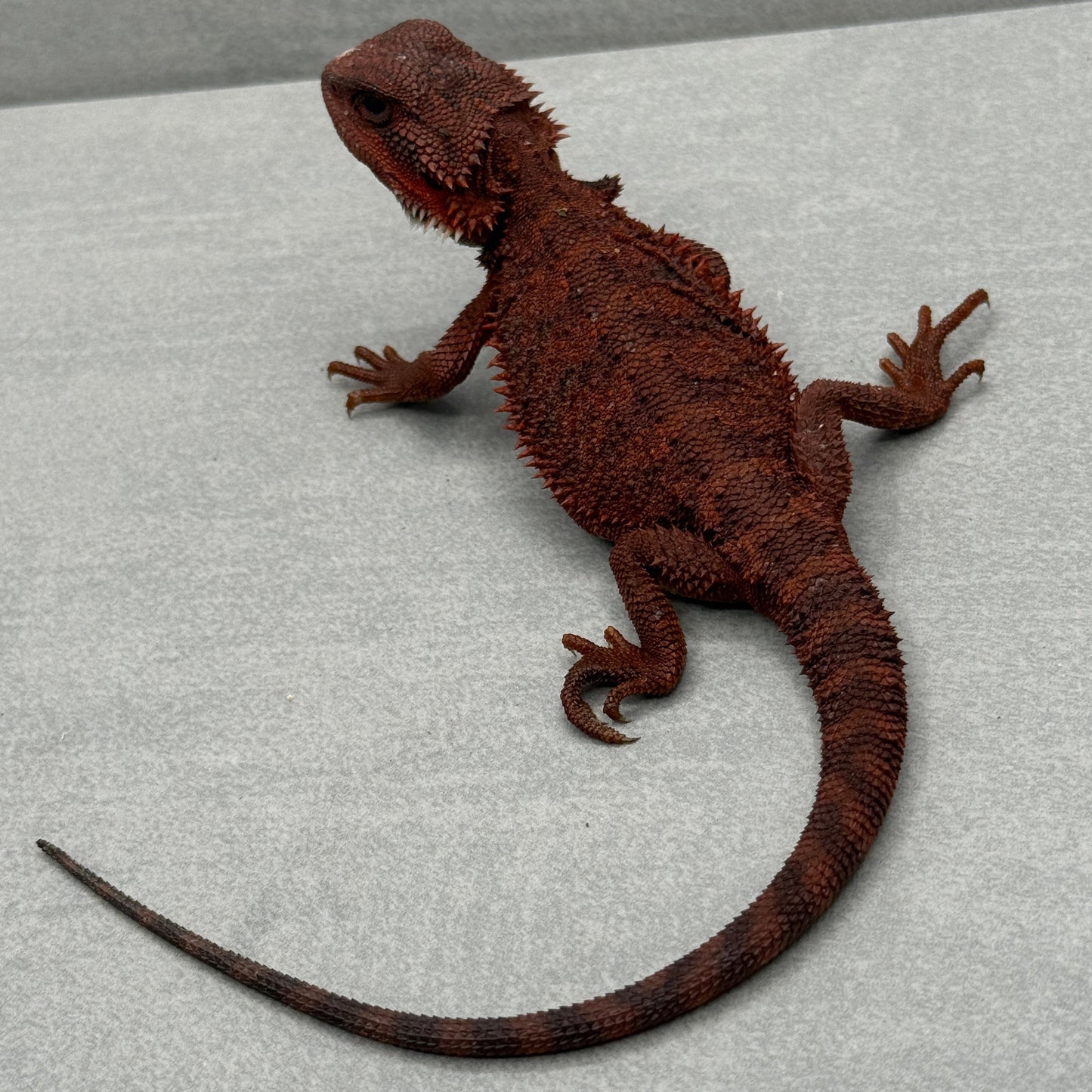 RED Trans Bearded Dragon 663
