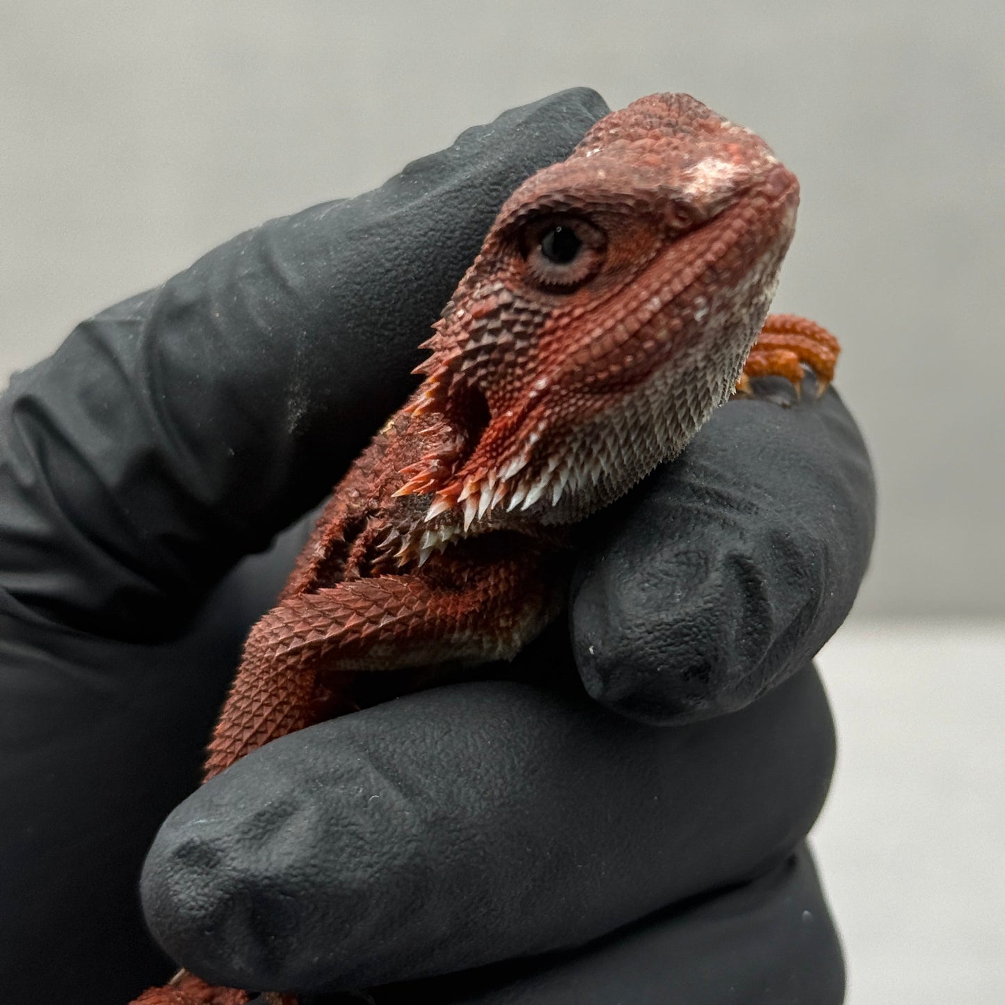 RED Trans Bearded Dragon 663