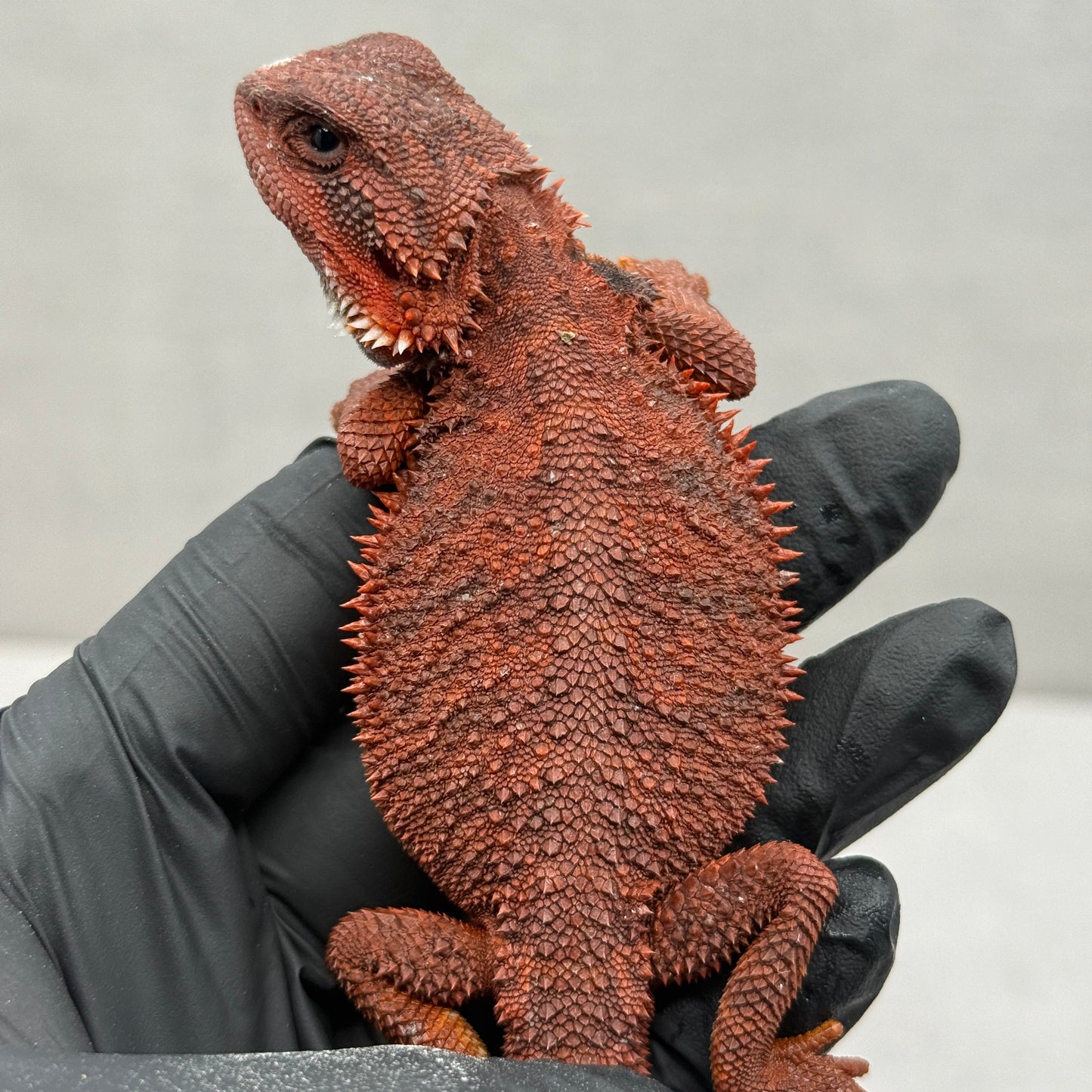 RED Trans Bearded Dragon 663