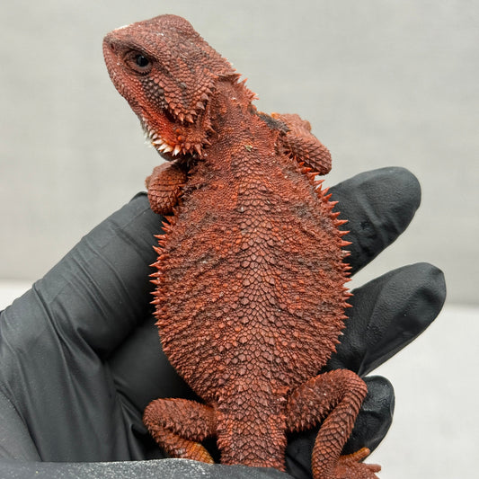 RED Trans Bearded Dragon 663