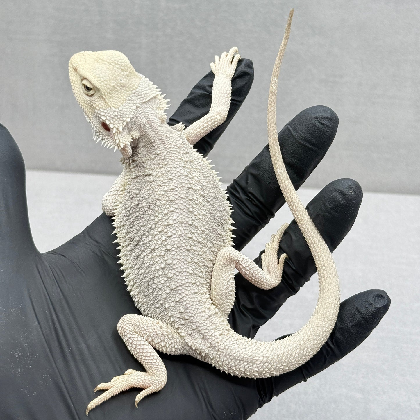 Hypo Zero Bearded Dragon 761