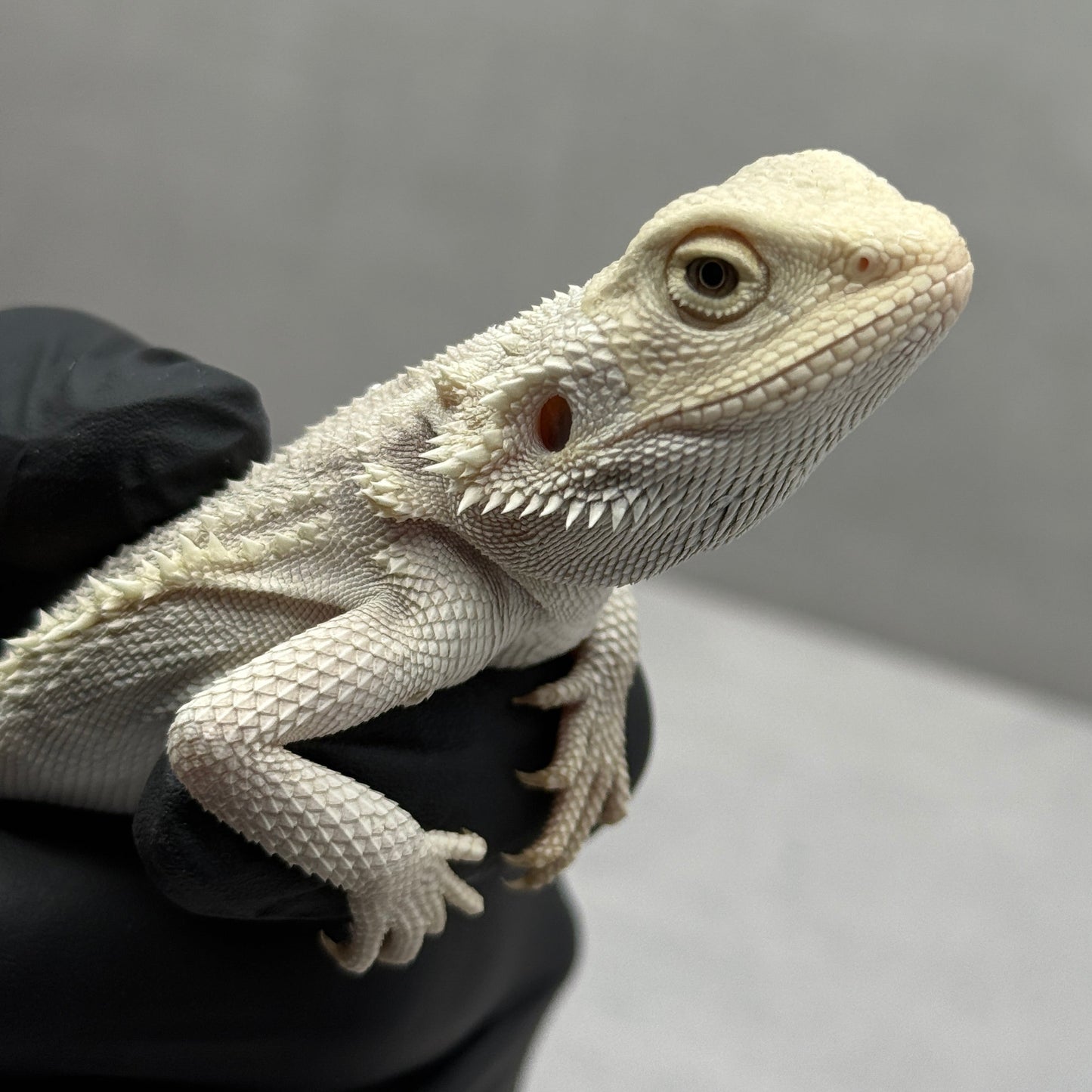 Hypo Zero Bearded Dragon 761