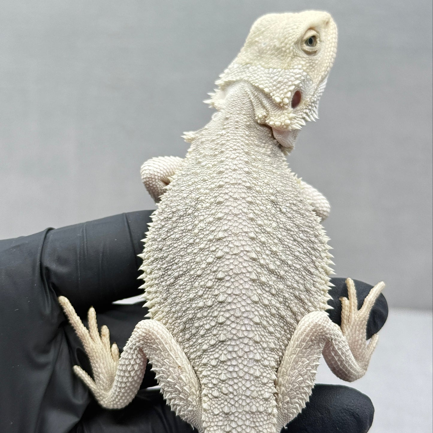 Hypo Zero Bearded Dragon 761