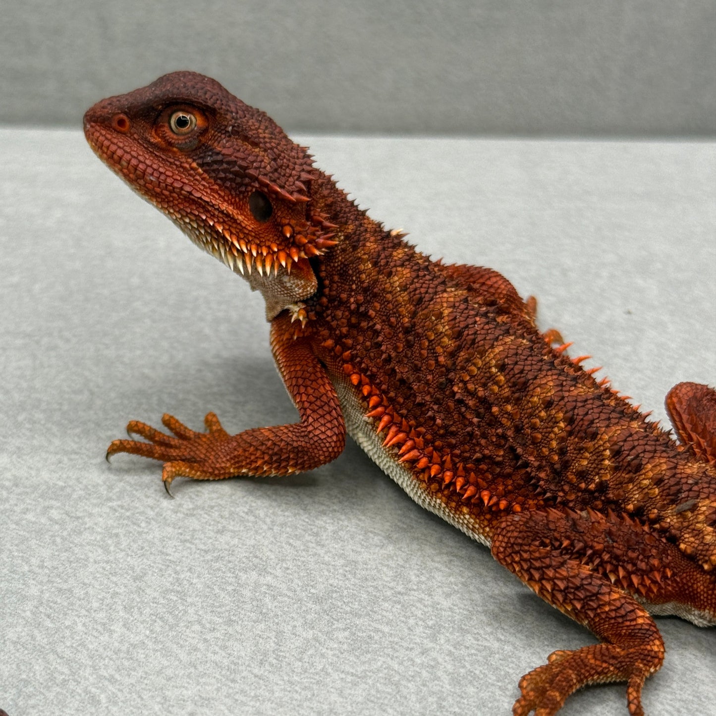 Red Monster Bearded Dragon 341