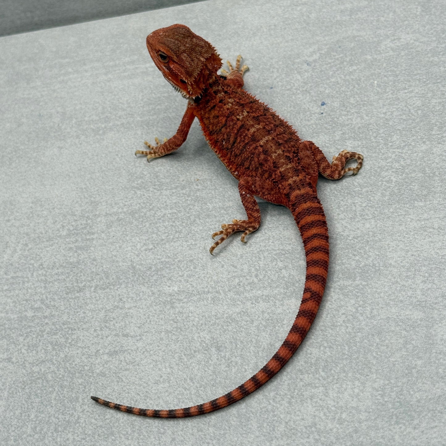 Red Trans Bearded Dragon 664