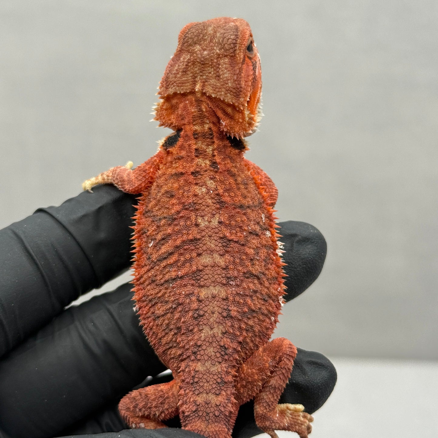 Red Trans Bearded Dragon 664