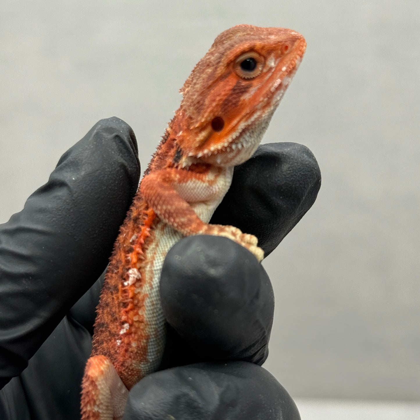Red Trans Bearded Dragon 664