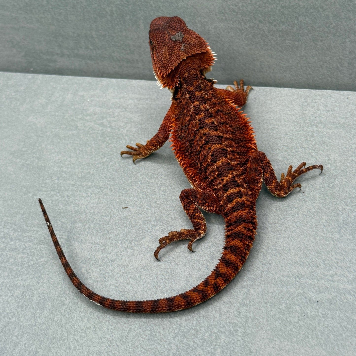 Red Monster Bearded Dragon 342