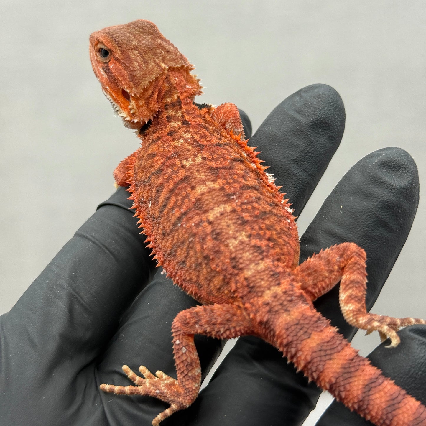 Red Trans Bearded Dragon 664
