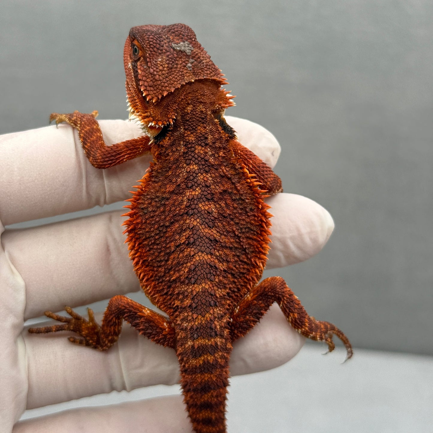 Red Monster Bearded Dragon 342