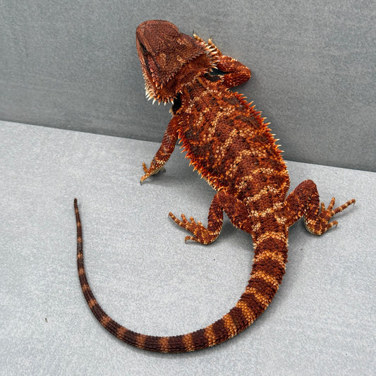 Red Bearded Dragon *NOT RM