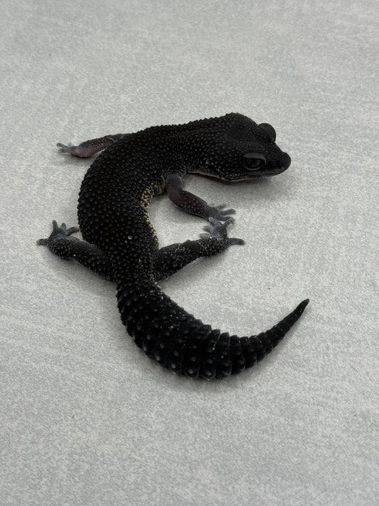 x2 Black Night Females
