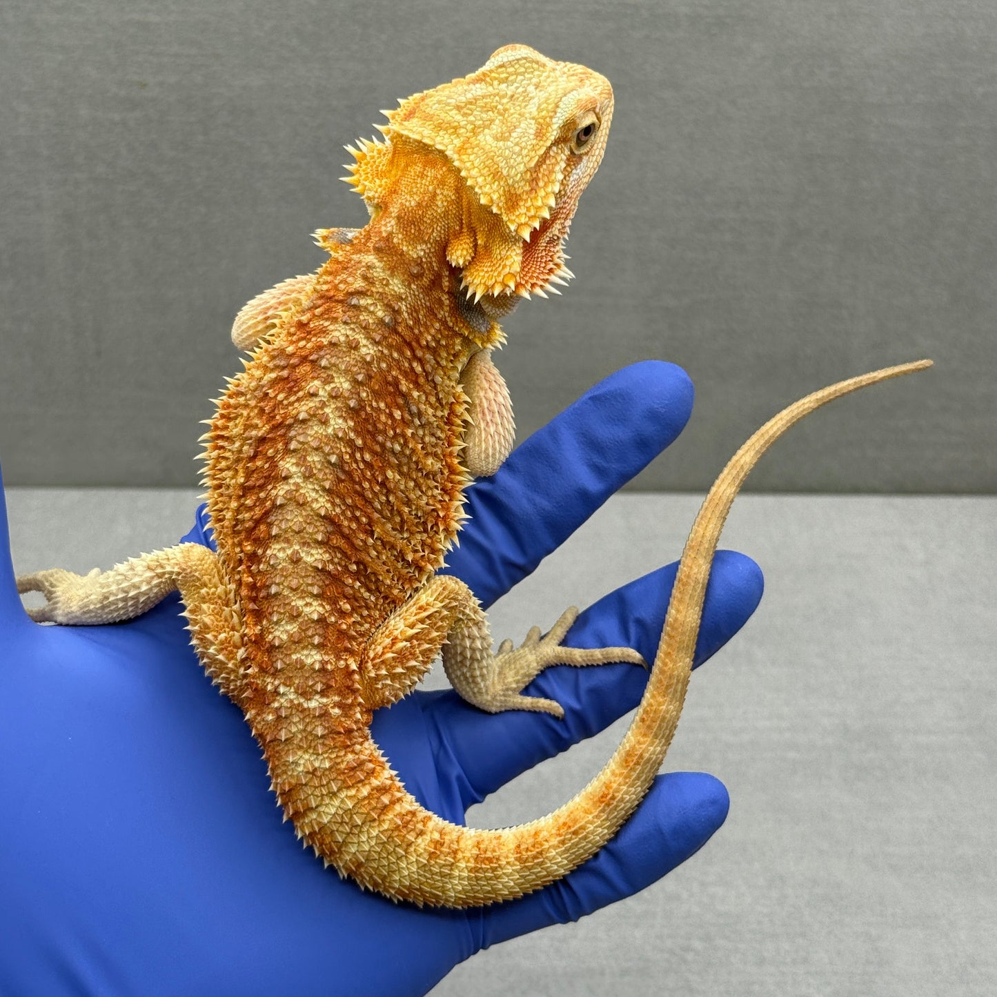 T+ Albino Bearded Dragon