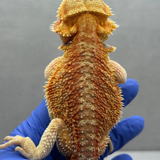 T+ Albino Bearded Dragon