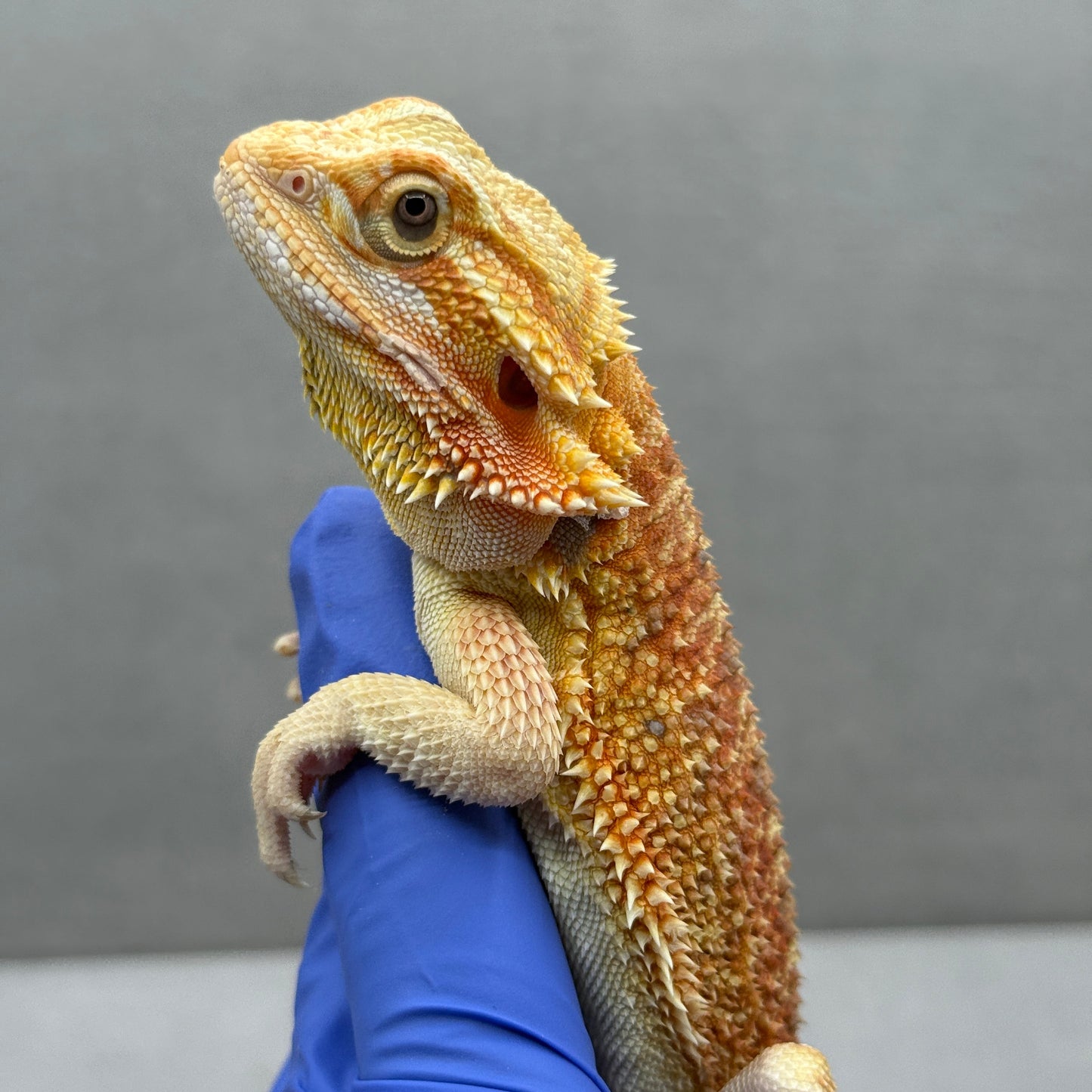 T+ Albino Bearded Dragon