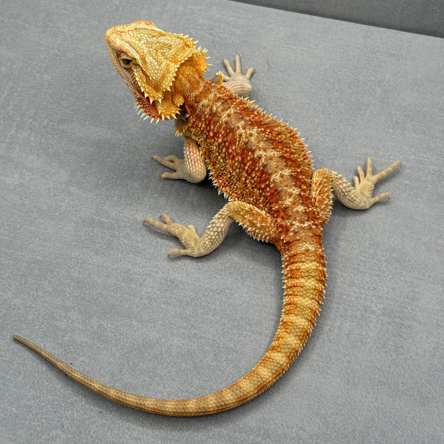 T+ Albino Bearded Dragon