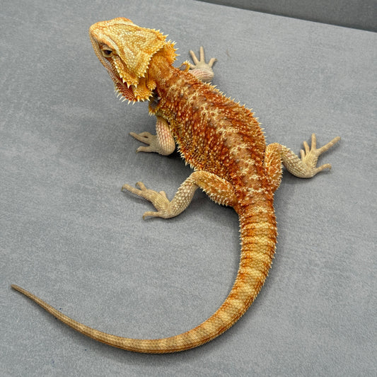 T+ Albino Bearded Dragon