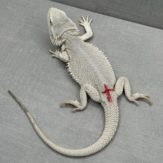 Hypo Zero Bearded Dragon 360