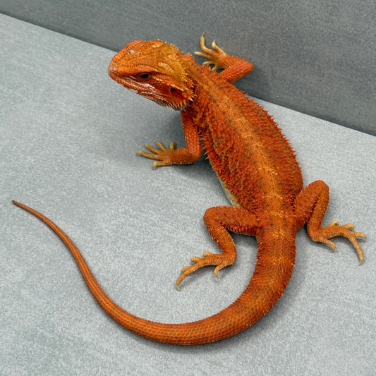 Hypo Bearded Dragon 361