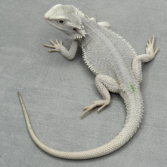 Hypo Zero Bearded Dragon 362