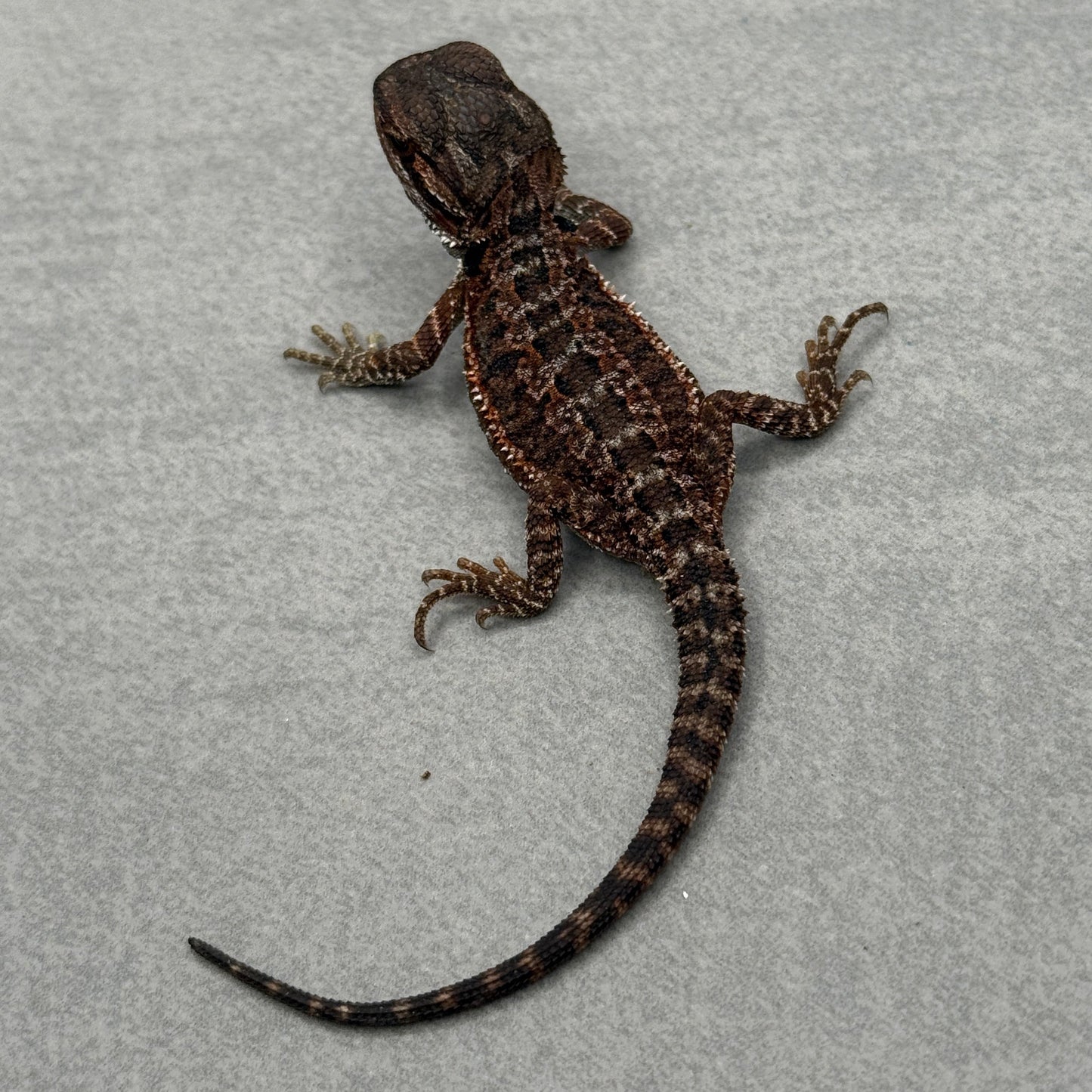 Red Monster Het Trans Bearded Dragon 900