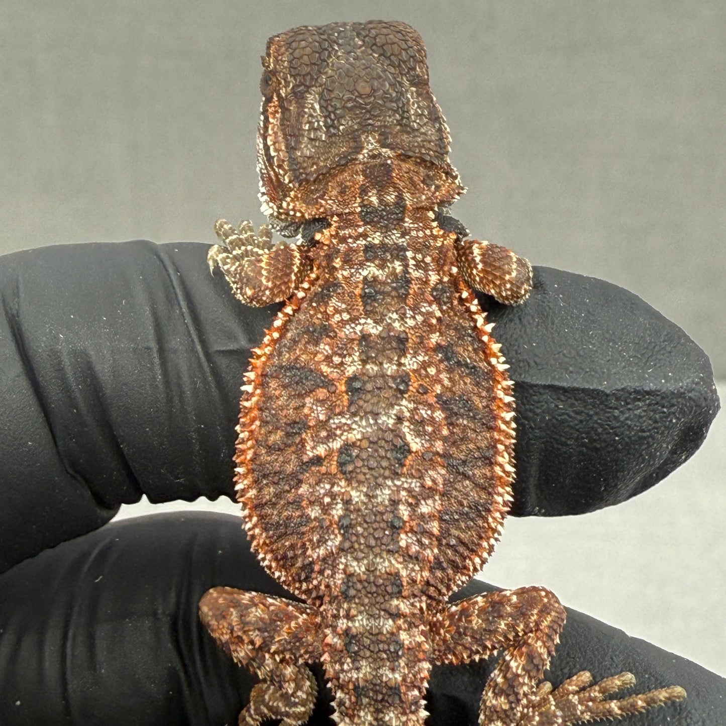 Red Monster Het Trans Bearded Dragon 900