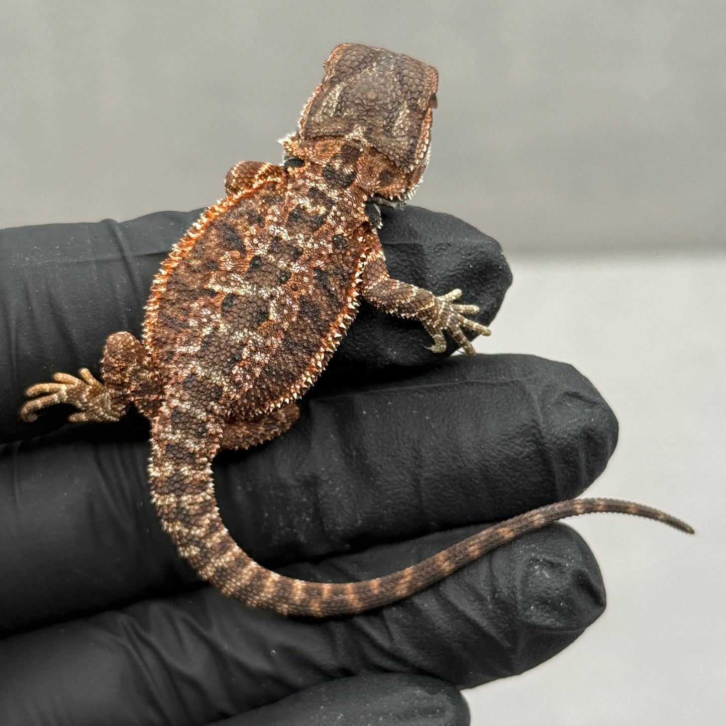 Red Monster Het Trans Bearded Dragon 900