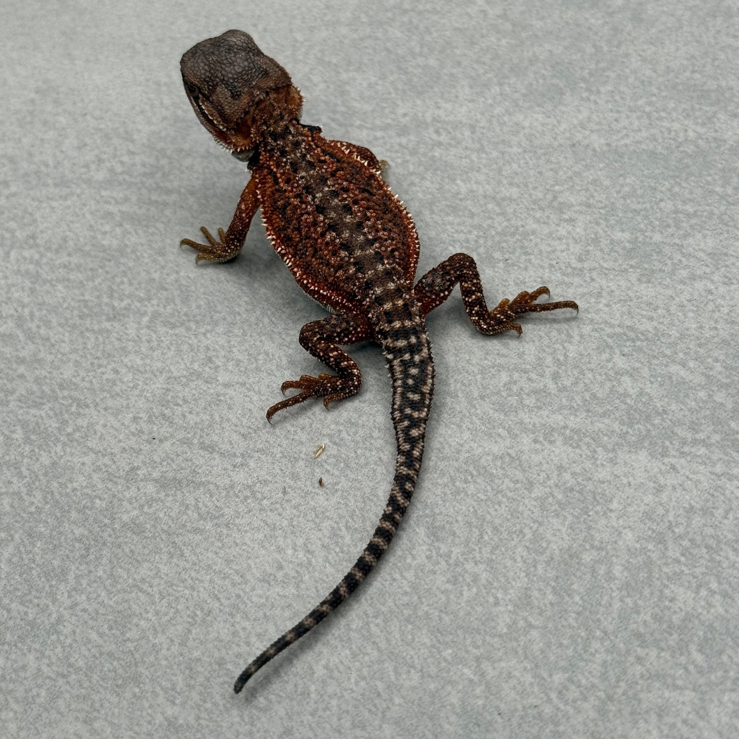 Red Monster Het Trans Bearded Dragon 901