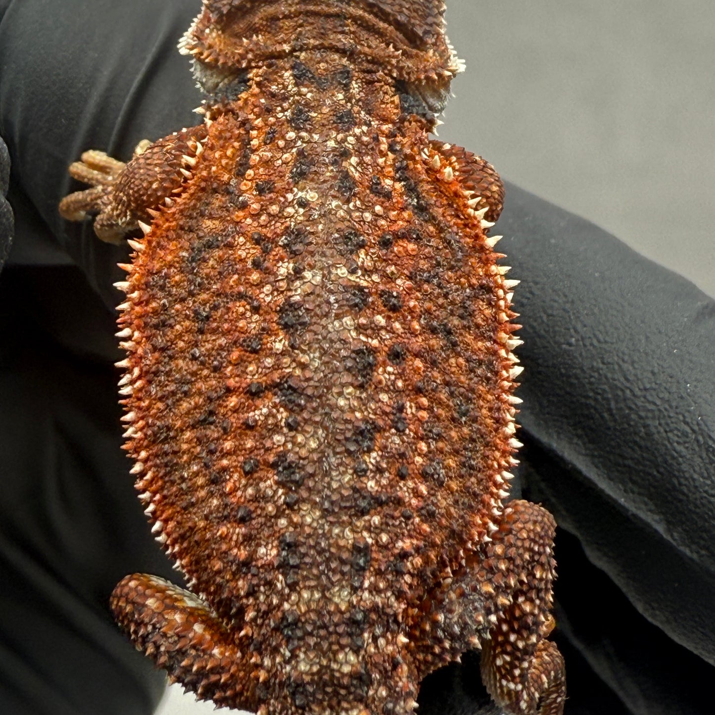 Red Monster Het Trans Bearded Dragon 901