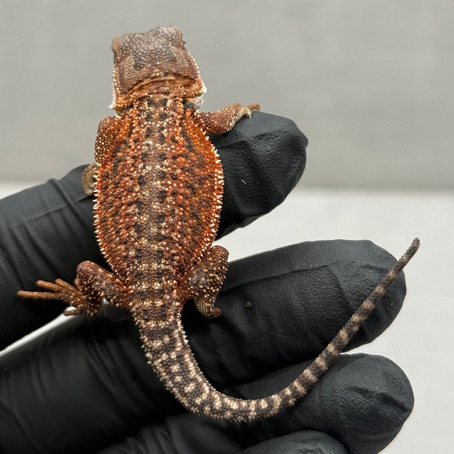 Red Monster Het Trans Bearded Dragon 901