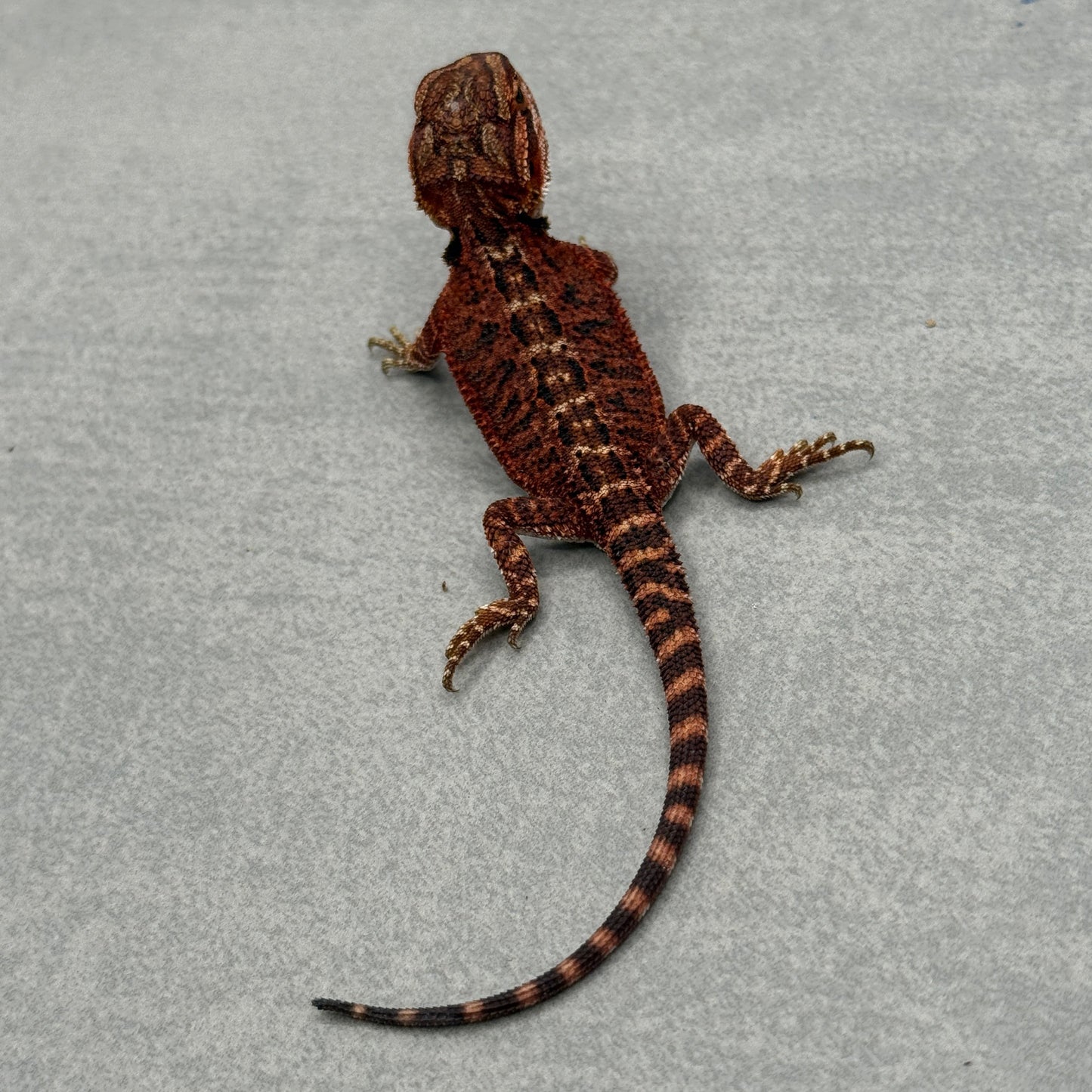 75% Red Monster Het Hypo Het Trans Bearded Dragons 902