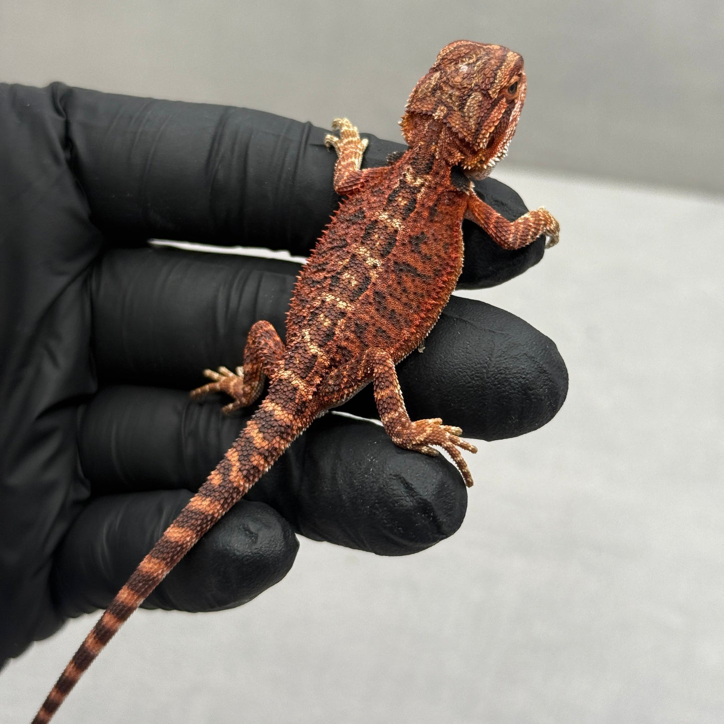 75% Red Monster Het Hypo Het Trans Bearded Dragons 902