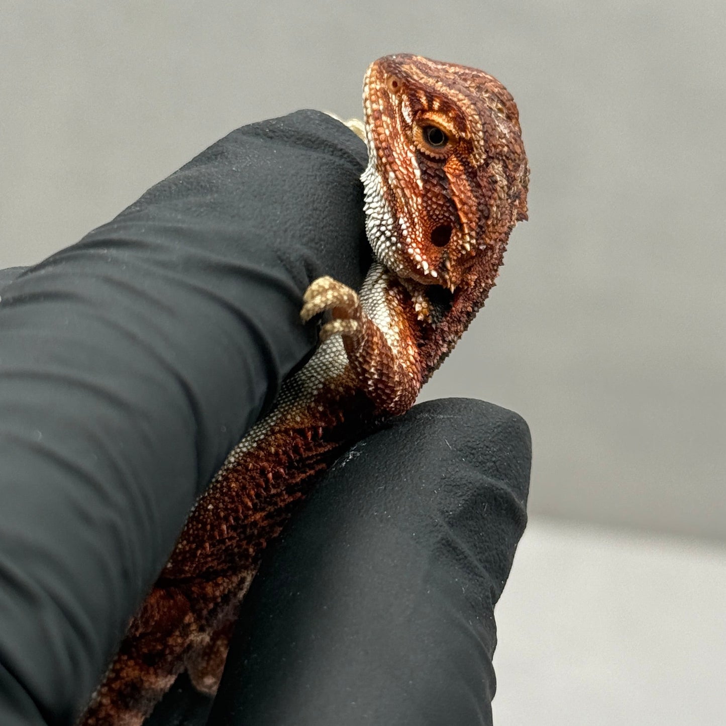75% Red Monster Het Hypo Het Trans Bearded Dragons 902