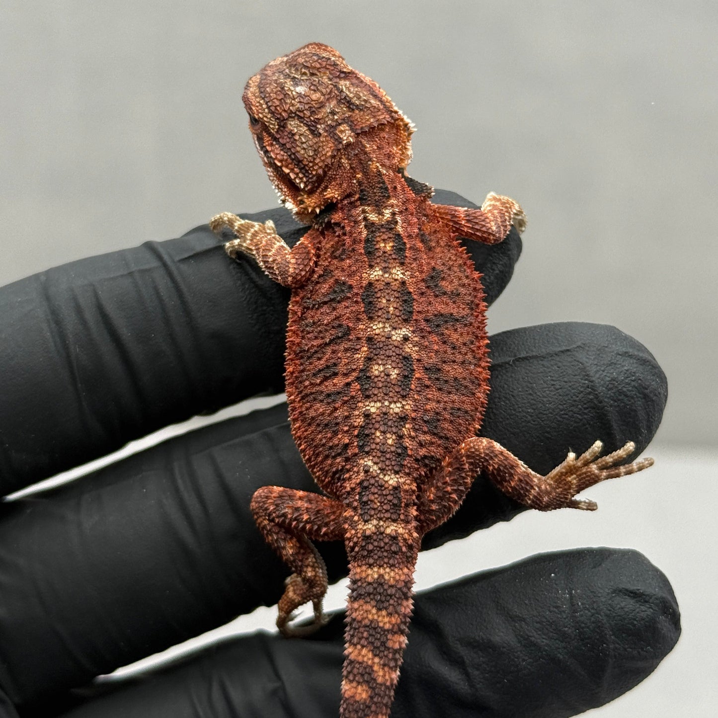 75% Red Monster Het Hypo Het Trans Bearded Dragons 902