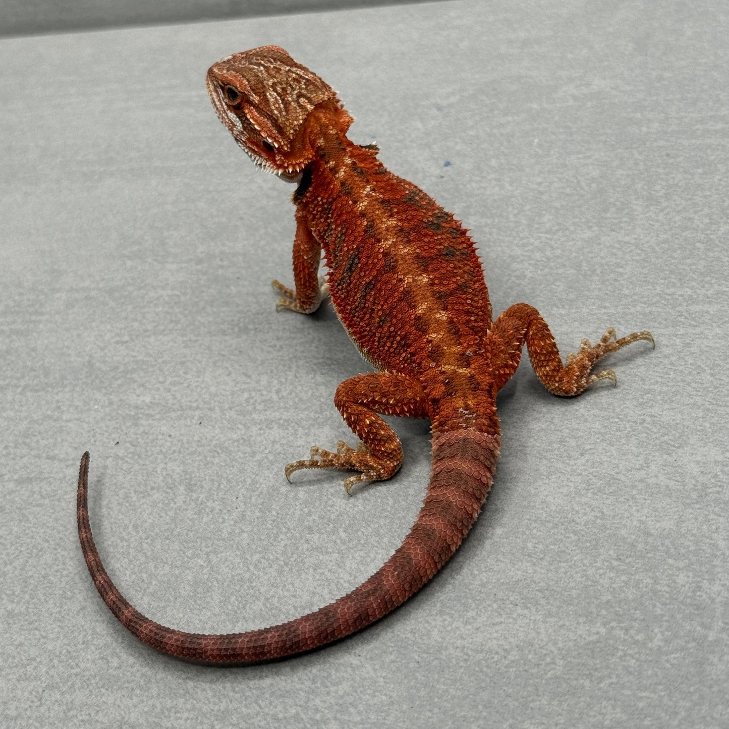 Red Bearded Dragon 671