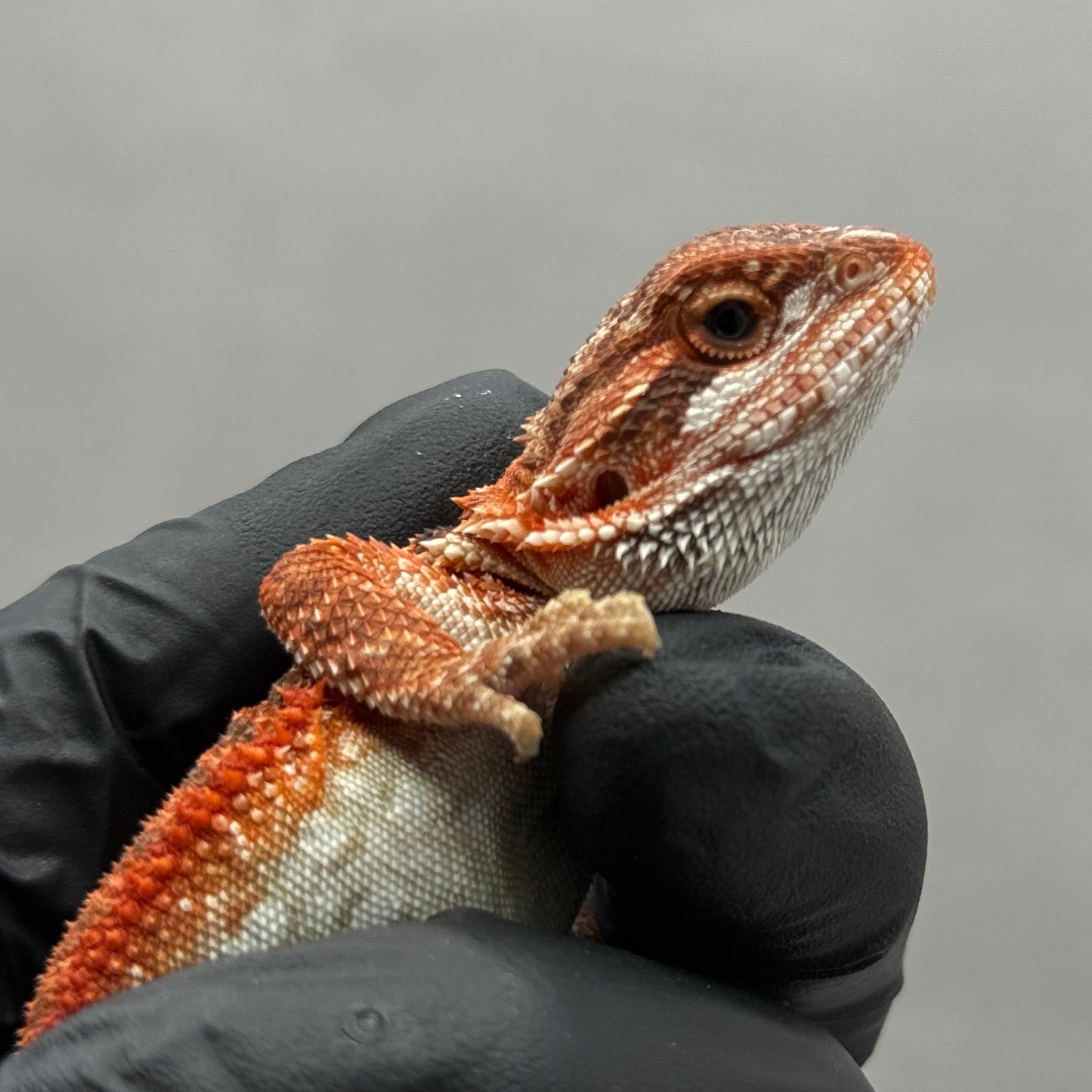 Red Bearded Dragon 671