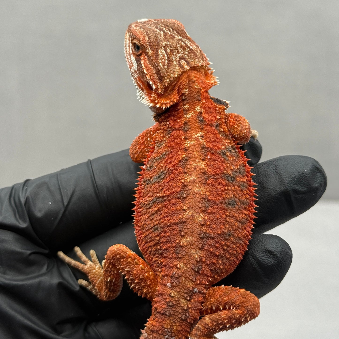 Red Bearded Dragon 671
