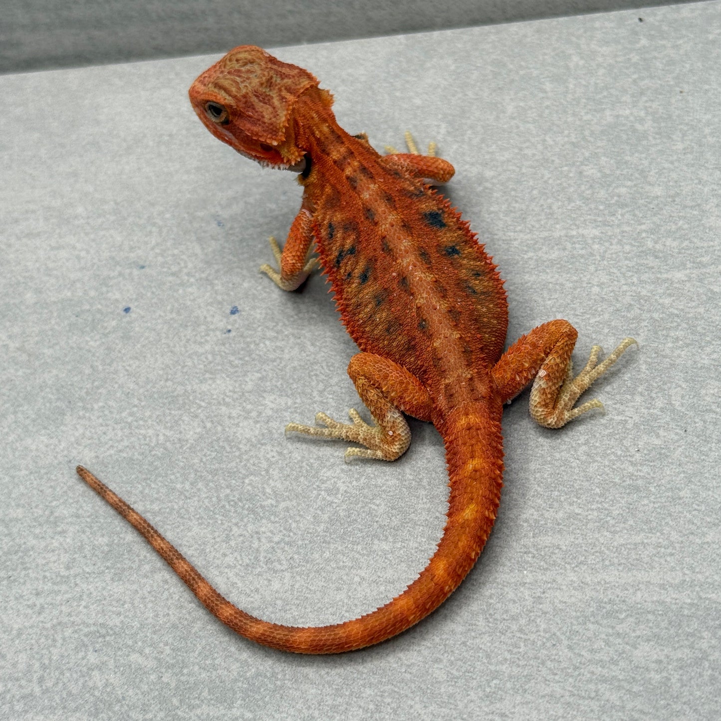 Red Hypo Trans Bearded Dragon 672